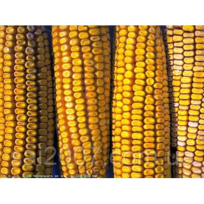 NS 444 Ultra / НС 444 Ультра