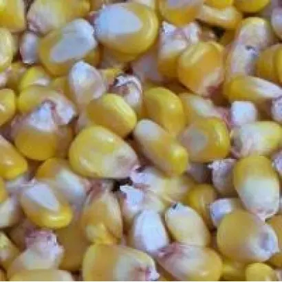 Одесский 411С / Одеський 411 С