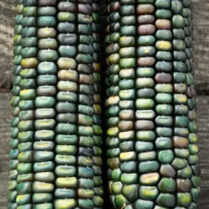 Occitan / Оксітан