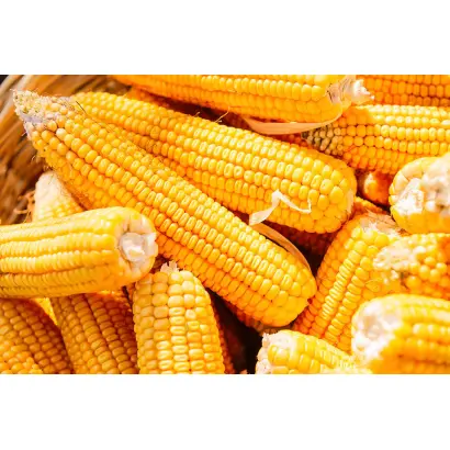 OSSK 396 / ОССК 396