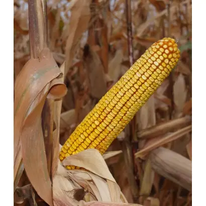 Пам'ять Чупікова