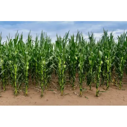 PATAGONIA / ПАТАГОНІЯ