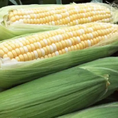 Петропавлівський 392 МВ