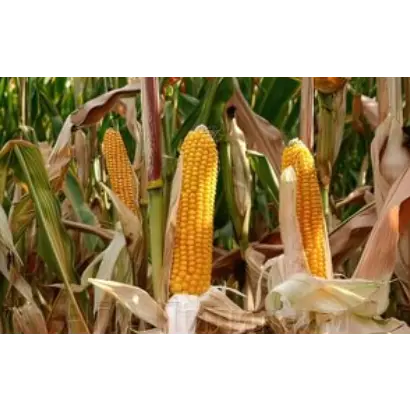 Пивдень 480 СВ / Південь 480 СВ