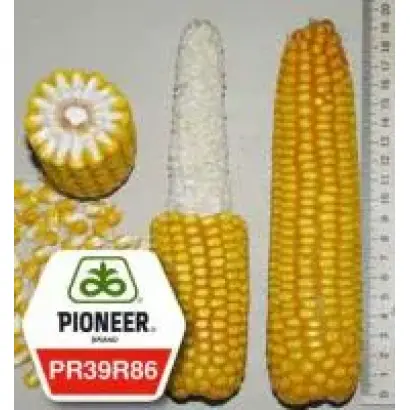 PR37F73 / ПР37Ф73