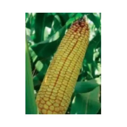 PR38R92 / ПР38Р92