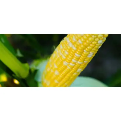 Pralinia / Пралінія