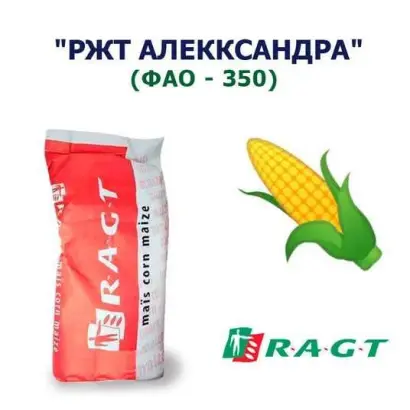 RGT AZALEXX / РЖТ АЗАЛЕККС