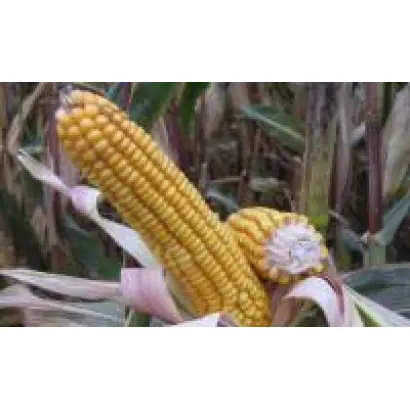 Розівський 311 СВ