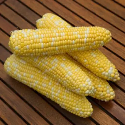 Rulexx / Рулеккс