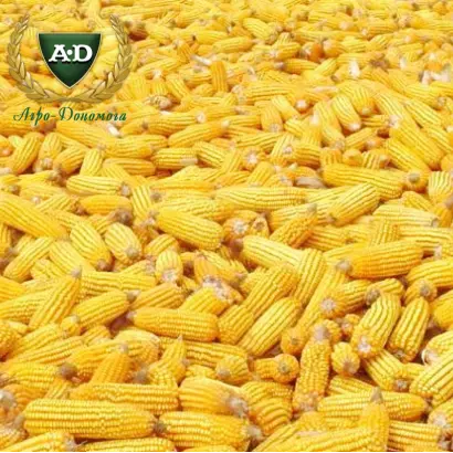 Світанок МВ