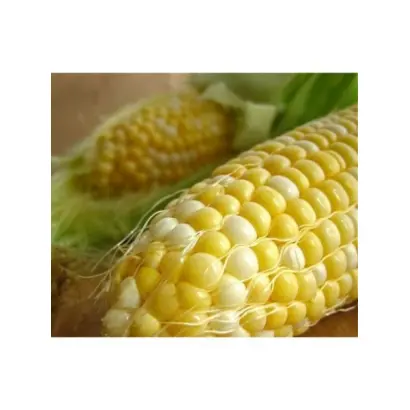 SY Delvan / СИ Дельван