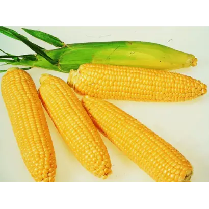 SY Topman / СИ Топмен