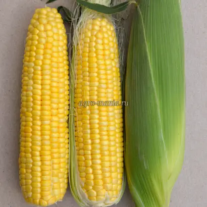 Славутич 224 СВ