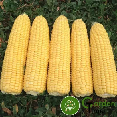 Tifenn / Тіфенн