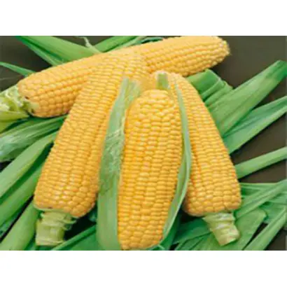 Trilogi CS / Трілоджі КС