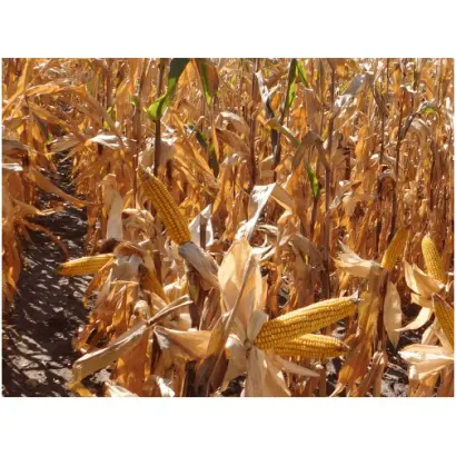 FESTAL / ФЕСТЕЛ