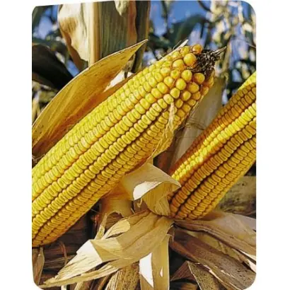 Fructis / Фруктіс