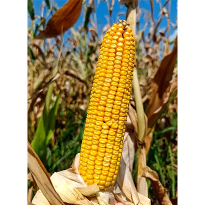 Харьковский 199 МВ / Харківський 199 МВ