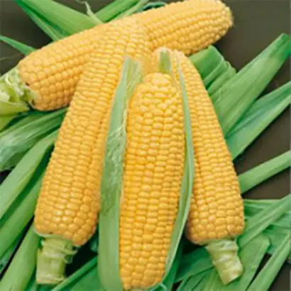 Хмельницький