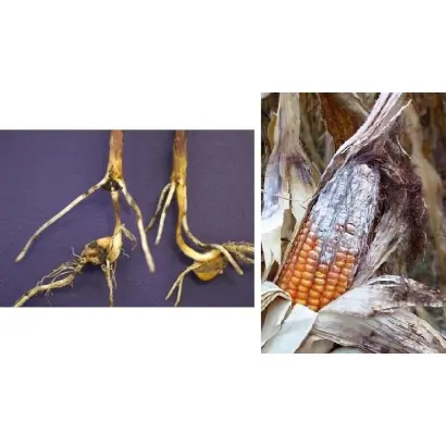 ZESARIUS / ЦЕЗАРІУС