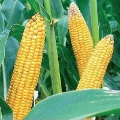 CODM3318 / ЦОДМ3318