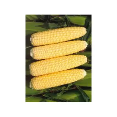 Challenger / Челленджер