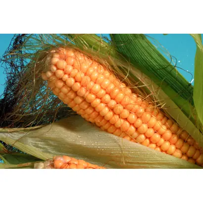 Дніпровський 929