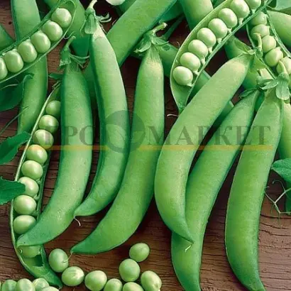 Butana / Бутана