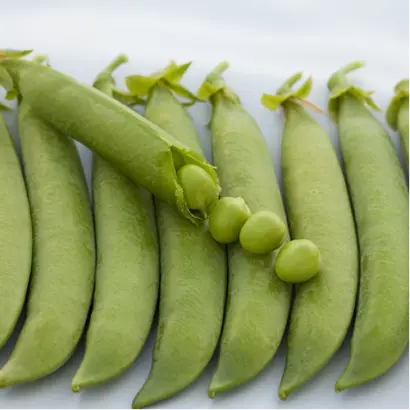 Grundy / Грюнді