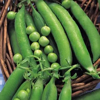 Design / Дезайн