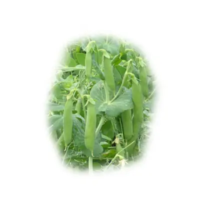 Donana / Донана