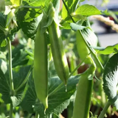 ZONVERT / ЗОНВЕРТ