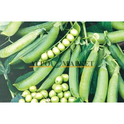 Prelado / Преладо