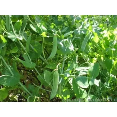 Innovesa / Інновеса