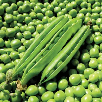 Lambado / Ламбадо