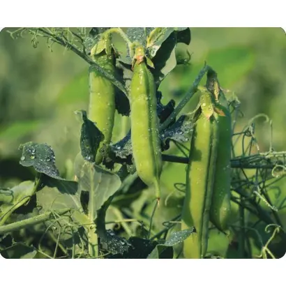 Standana / Стандана