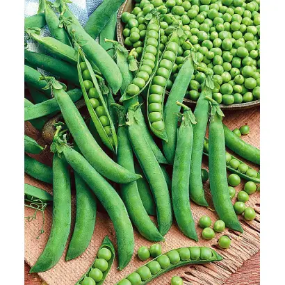 Urbana / Урбана