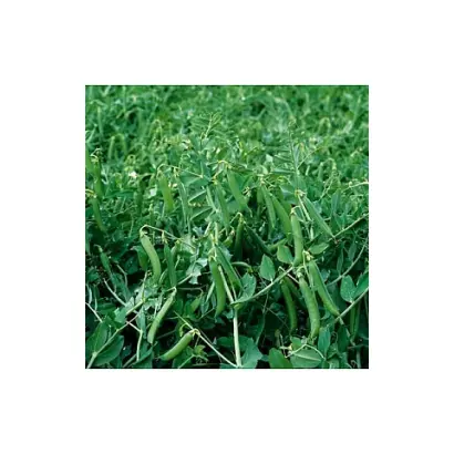 CHERGUI / ЧЕРГУІ