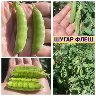 SUGAR FLASH / ШУГАР ФЛЕШ