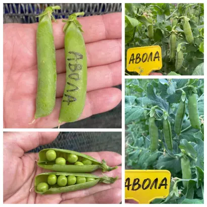 Aвола АС / Авола АС