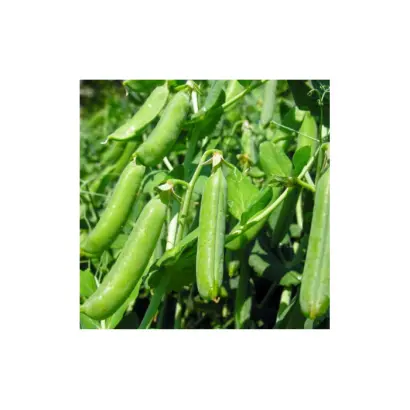 OLLVIST / Оллвіст