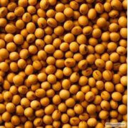 Madison / Медісон