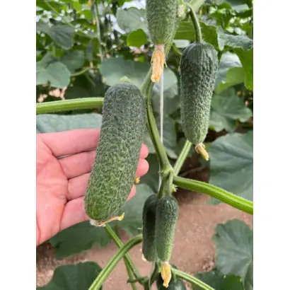 Trilogy / Трілоджі