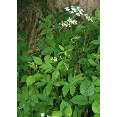 Звягельська / Зв'ягельська