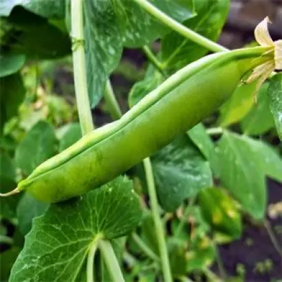 Velvet / Вельвет