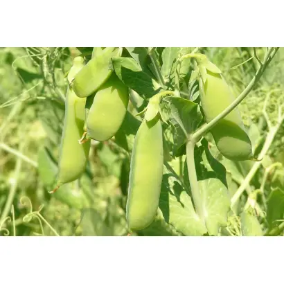 Зіньківський