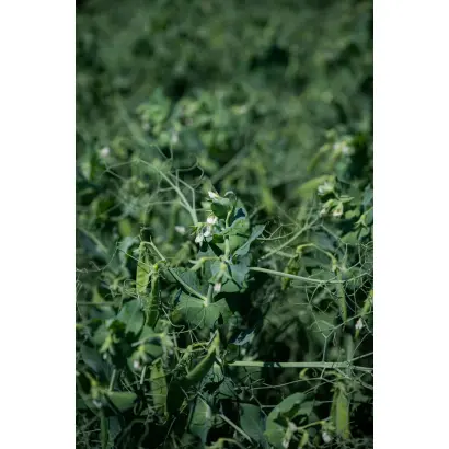 KARENI / КАРЕНІ