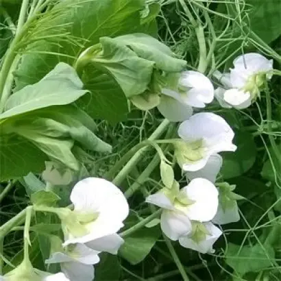 Kleopatra / Клеопатра