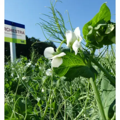 Orchestra / Оркестра